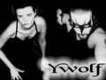 Ywolf image