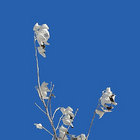 tree thumbnail