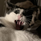Spucki thumbnail