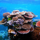 coralkarl thumbnail