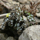Ophyocordyceps thumbnail