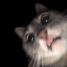 AdonMrGveret thumbnail