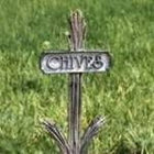 cylentroseus thumbnail