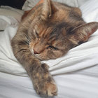 billenzimmer thumbnail