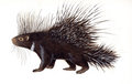 Porcupine photo