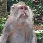 Nature Spirit Pete thumbnail