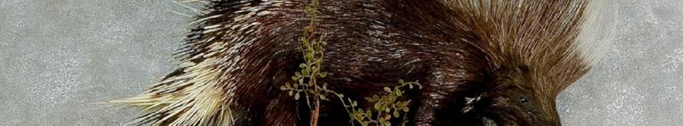 Porcupine — Photo