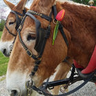 thechristmasunicorn thumbnail