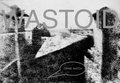Wastoid — Photo