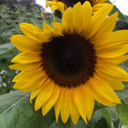 coffeebuzzingbee thumbnail