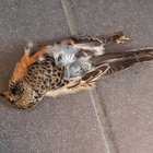 henriktillgren thumbnail