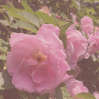 roseymerry thumbnail