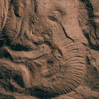 the_elephants_foot thumbnail