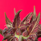 redpieceofweed thumbnail