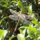 dragonfly_13 thumbnail