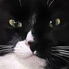 thebananakat thumbnail