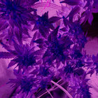 F.Synthetic thumbnail