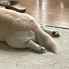 red_dino thumbnail