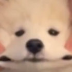 bopy thumbnail