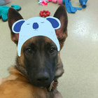 texasdog25 thumbnail