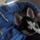Brandon thumbnail