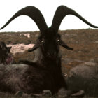 goatbong thumbnail