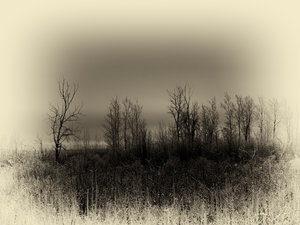 Toner — Photo