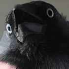 grindcorebandname thumbnail