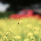These Tiny Plants thumbnail