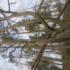 cheek0 thumbnail
