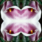 untitled314159 thumbnail