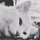handicat thumbnail