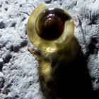 mateti thumbnail