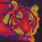 Tigermike thumbnail