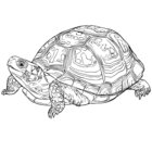 momoninja thumbnail