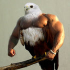 enrico crispo thumbnail