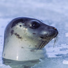 arhippaseal thumbnail