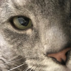 antiobob thumbnail