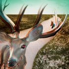 xpets thumbnail