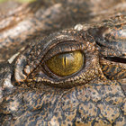 Crocodylusporosus thumbnail