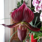maudiaevinicolor thumbnail