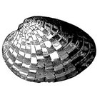 Veneridae thumbnail