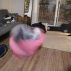 Émile Fortin thumbnail