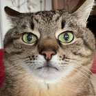 lubbi thumbnail