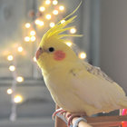 Oiselette thumbnail