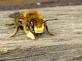 Solitary Bee image