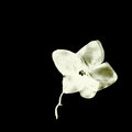 Ten Flowers image