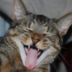 totally_great thumbnail