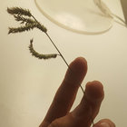 rissalee thumbnail