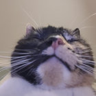 bombardus thumbnail